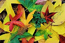 Autumn Leaves #1